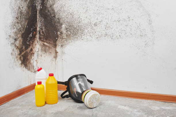 Best Mold Testing  in Stafford Springs, CT
