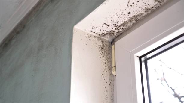 Best Mold Removal Near Me  in Stafford Springs, CT