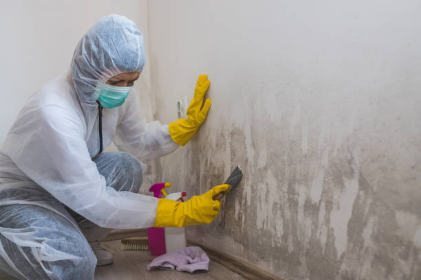 Best Emergency Mold Removal  in Stafford Springs, CT