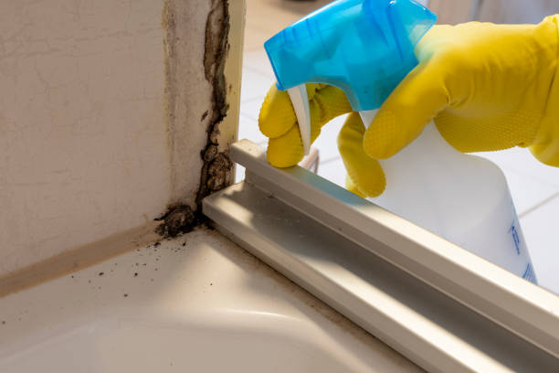 Best Certified Mold Removal  in Stafford Springs, CT