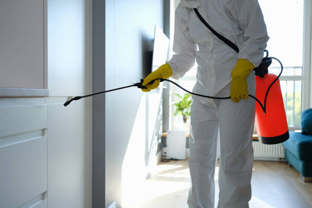 Professional Mold Removal in Stafford Springs, CT
