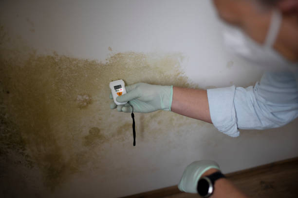Best Commercial Mold Removal  in Stafford Springs, CT