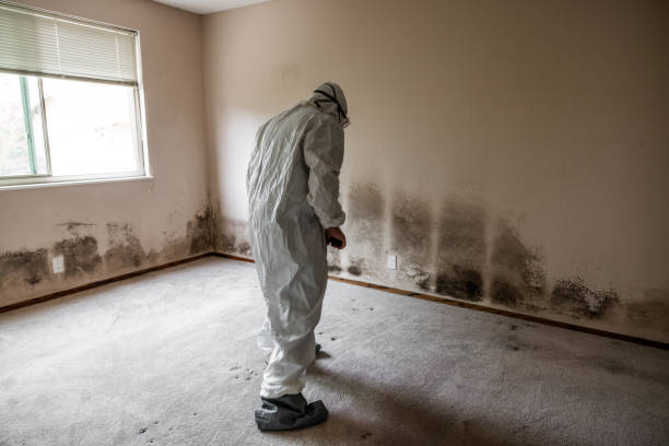 Best Mold Damage Repair  in Stafford Springs, CT