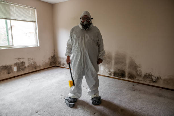 Best Professional Mold Removal  in Stafford Springs, CT