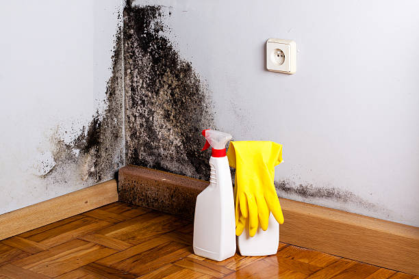 Best Fast Mold Removal  in Stafford Springs, CT
