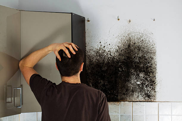 Best Mold Cleaning Services  in Stafford Springs, CT