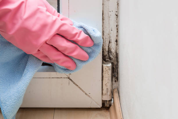 Best Mold Cleaning Services  in Stafford Springs, CT