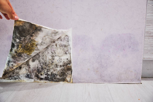 Best Water Damage Restoration  in Stafford Springs, CT